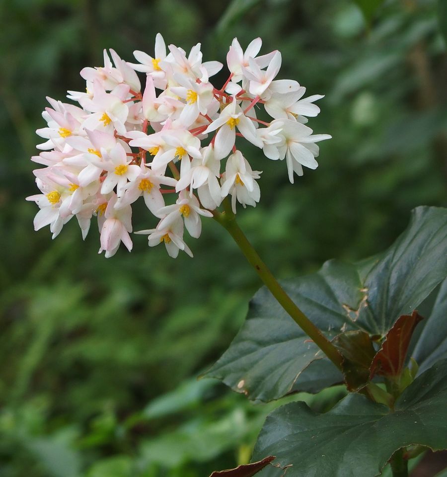 begonia Martinique